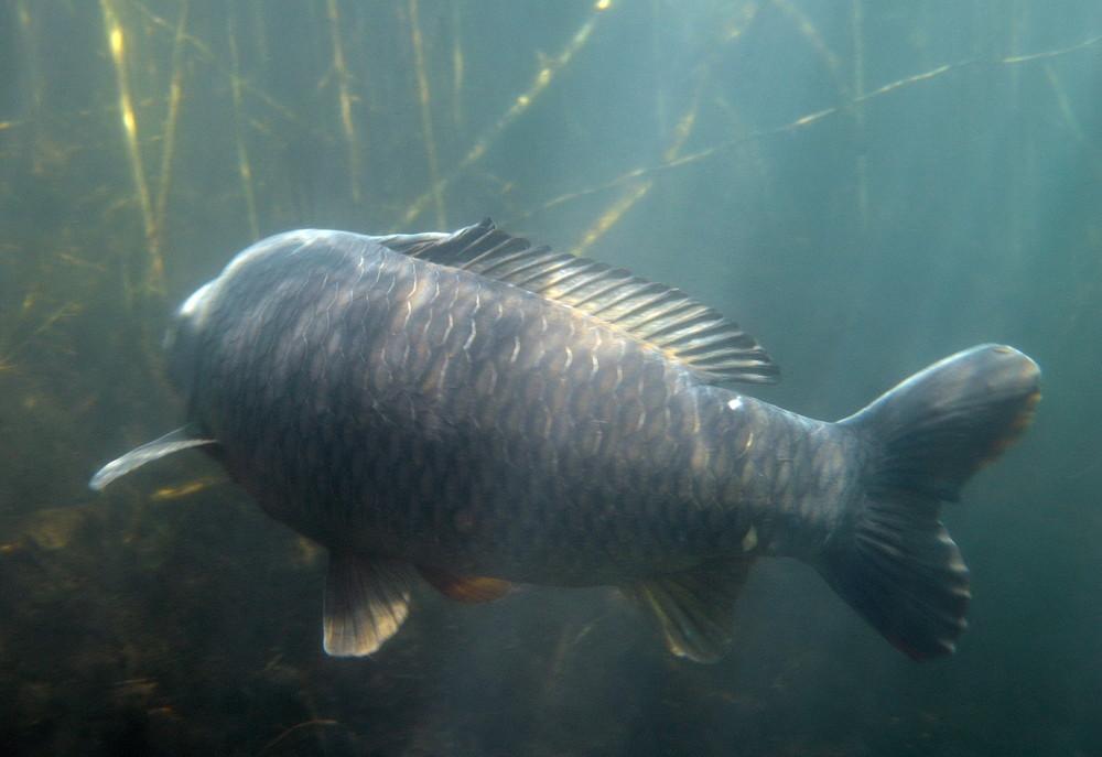 crapi - 14131028.jpg